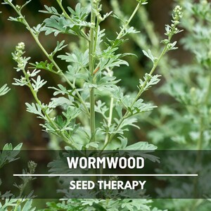 Wormwood Seeds – Heirloom Herb, Silver-Gray Foliage, Strong Aromatic Scent, Medicinal and Culinary Uses, Easy to Grow | 200 Seeds image 3