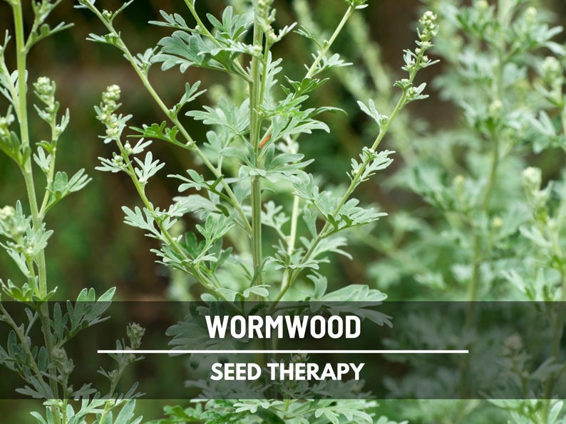 Wormwood Seeds – Heirloom Herb, Silver-Gray Foliage, Strong Aromatic Scent, Medicinal and Culinary Uses, Easy to Grow | 200 Seeds image 3
