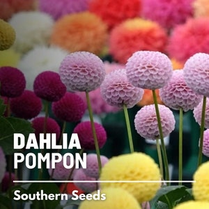 Dahlia, Pompon Mix - 25 Seeds - Heirloom Flower- Best Seller - Amazingly Unique Blooms (Dahlia variabilis)