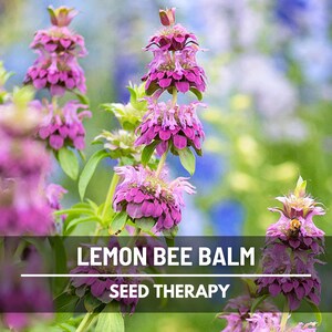 Lemon Bee Balm (Monarda citriodora) flowers with tall green stems – Seed Therapy