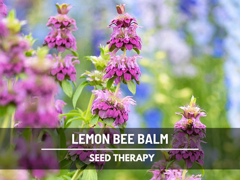 Lemon Bee Balm (Monarda citriodora) flowers with tall green stems – Seed Therapy