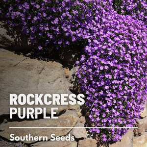 Op de afbeelding: Paarse rotskruidbloemen die tegen een stenen muur groeien. De tekst "ROCKCRESS PURPLE" en "Southern Seeds" is zichtbaar op de muur.