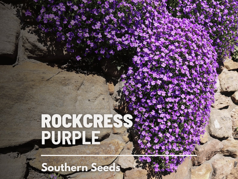 Op de afbeelding: Paarse rotskruidbloemen die tegen een stenen muur groeien. De tekst "ROCKCRESS PURPLE" en "Southern Seeds" is zichtbaar op de muur.