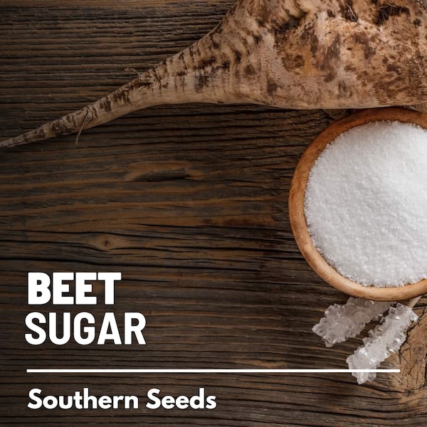Beet, Sugar - 50 Seeds - Heirloom Vegetable - Open Pollinated - Non-GMO (Beta vulgaris)
