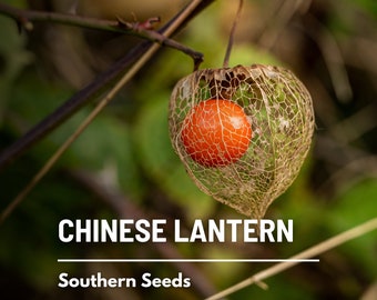 Chinese Lantern - 50 Seeds - Ornamental Heirloom Fruit - Edible Red Berries (Physalis alkekengi)