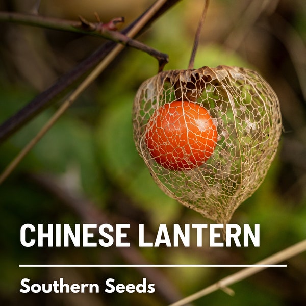 Chinese Lantern - 50 Seeds - Ornamental Heirloom Fruit - Edible Red Berries (Physalis alkekengi)