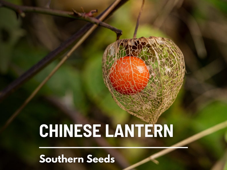 Chinese Lantern 50 Seeds Ornamental Heirloom Fruit Edible Red Berries Physalis alkekengi image 1