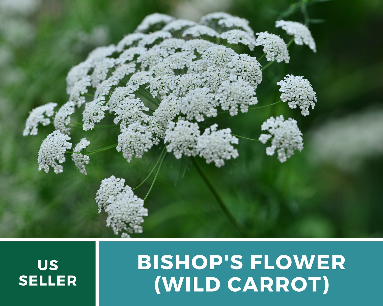 Flower white Lace Heirloom Seeds Etsy