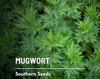 Mugwort - 100 Seeds - Heirloom Herb - Used in Herbal Remedies and Dreamwork (Artemisia vulgaris)