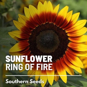 Sunflower, Ring of Fire 25 Seeds Heirloom Flower, Bicolored Blooms, Culinary & Medicinal Plant, Garden Gift Helianthus annuus image 1