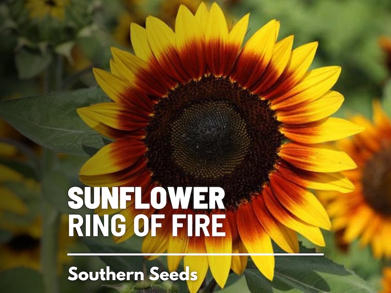 Sunflower, Ring of Fire 25 Seeds Heirloom Flower, Bicolored Blooms, Culinary & Medicinal Plant, Garden Gift Helianthus annuus image 1