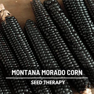 Morado Montana Maize Corn Seeds – Heirloom, Open Pollinated & Non-GMO, Black Kernel Vegetable, Unique Colorful Corn | 25 Seeds