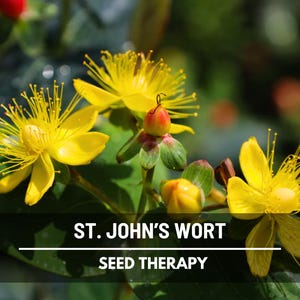 St. John’s Wort Seeds – Heirloom Medicinal Herb, Yellow Flowers, Herbal Remedy, Non-GMO, Garden Gift | 100 Seeds image 7