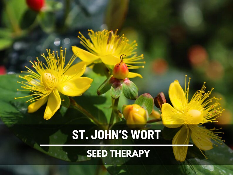St. John’s Wort Seeds – Heirloom Medicinal Herb, Yellow Flowers, Herbal Remedy, Non-GMO, Garden Gift | 100 Seeds image 7