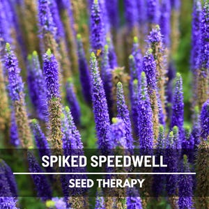 Veronica (Speedwell) Spiked Seeds – Heirloom Flower, Attracts Pollinators, Cottage Gardens, Garden Gift | 50 Seeds
