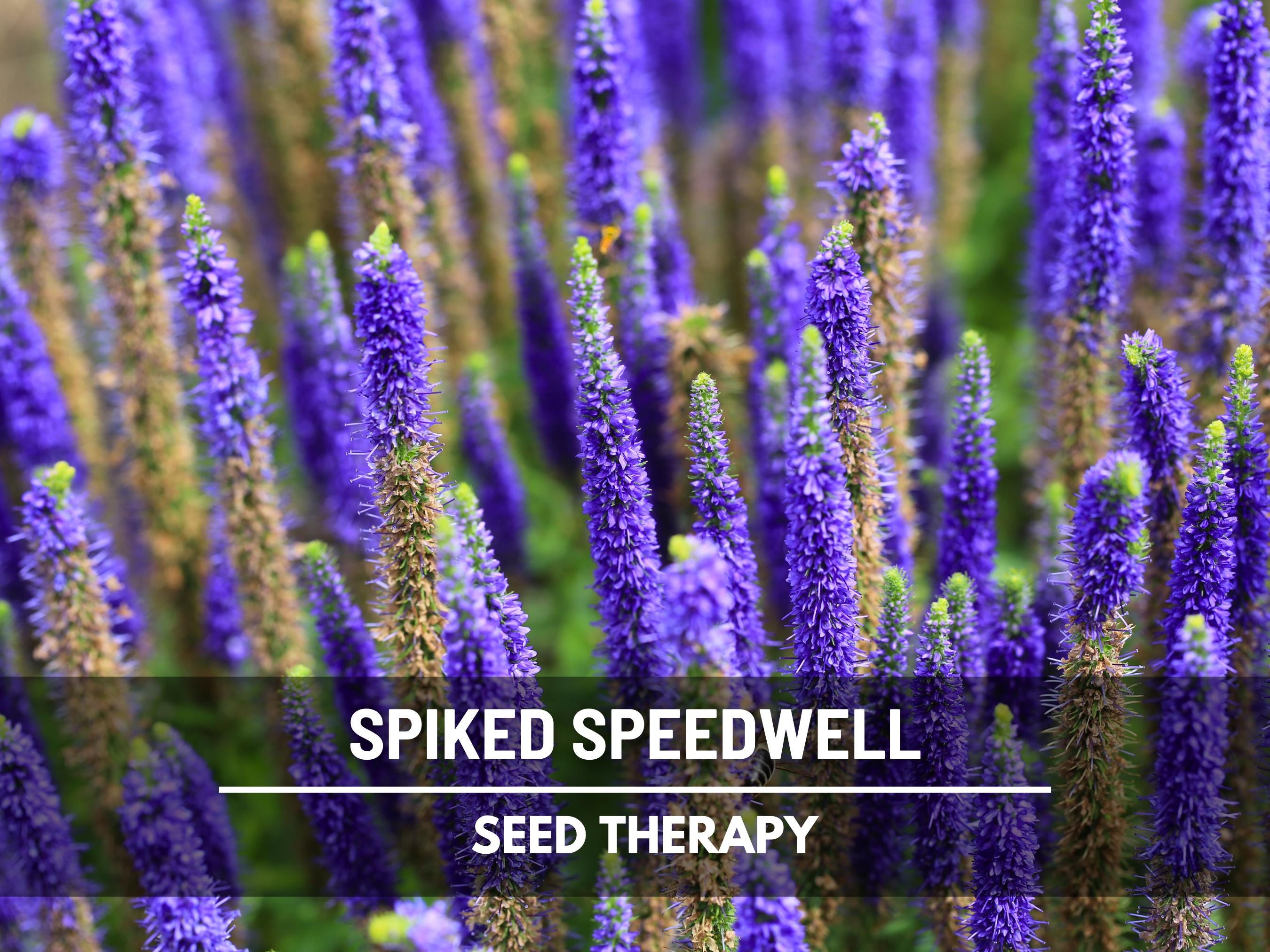 Veronica (Speedwell) Spiked Seeds – Heirloom Flower, Attracts Pollinators, Cottage Gardens, Garden Gift | 50 Seeds