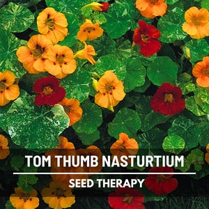 Tom Thumb Nasturtium Seeds – Heirloom Dwarf Variety, Compact Edible Flowers for Containers, Small Gardens | 25 Seeds