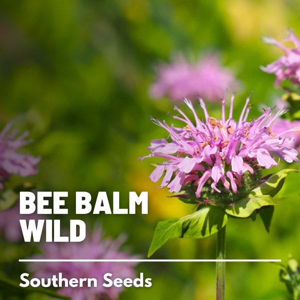 Bee Balm, Wild Bergamot - 100 Seeds - Heirloom Culinary & Medicinal Herb - Pollinator Friendly Flower (Monarda fistulosa)