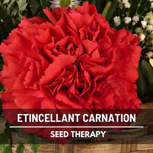 Carnation Etincellant Seeds – Beautiful Blooms for Bouquets & Pots, Easy Flower Seeds, Great for Gardens | 25 Seeds