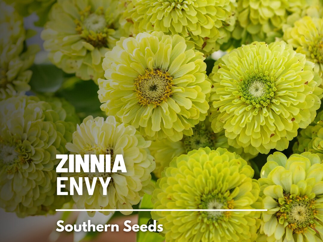 Green Envy Heirloom Zinnia Seeds – 50ct, Zinnia Elegans, Very Easy Grow, USA
