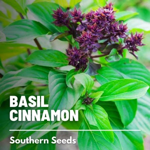 Basil, Cinnamon - 250 Seeds - Heirloom Culinary & Medicinal Herb - Non-GMO (Ocimum basilicum)