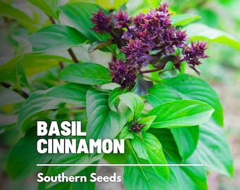 Basil, Cinnamon - 250 Seeds - Heirloom Culinary & Medicinal Herb - Non-GMO (Ocimum basilicum)