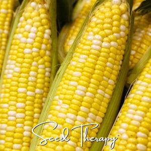 Puede incluir: Varias mazorcas de ma&iacute;z bicolor con filas alternas de granos de color amarillo brillante y blanco. El ma&iacute;z est&aacute; parcialmente envuelto en hojas de color verde claro. El texto Seed Therapy est&aacute; escrito en cursiva blanca abajo al centro.