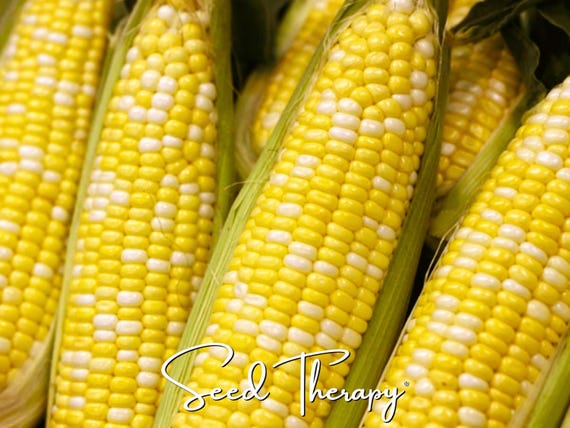 Ambrosia Sweet Corn Seeds, Hybrid Bicolor Yellow White Vegetable Garden (30 Seeds)