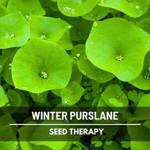 Semillas de verdolaga de invierno (lechuga minera): lechuga india tradicional, hierba medicinal y culinaria, nutritiva y de sabor ácido, fácil de cultivar / 100 semillas