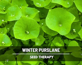 Winter Purslane (Miner’s Lettuce) seeds – Heirloom Indian Lettuce, Medicinal & Culinary Herb, Nutritious and Tangy, Easy to Grow | 100 Seeds