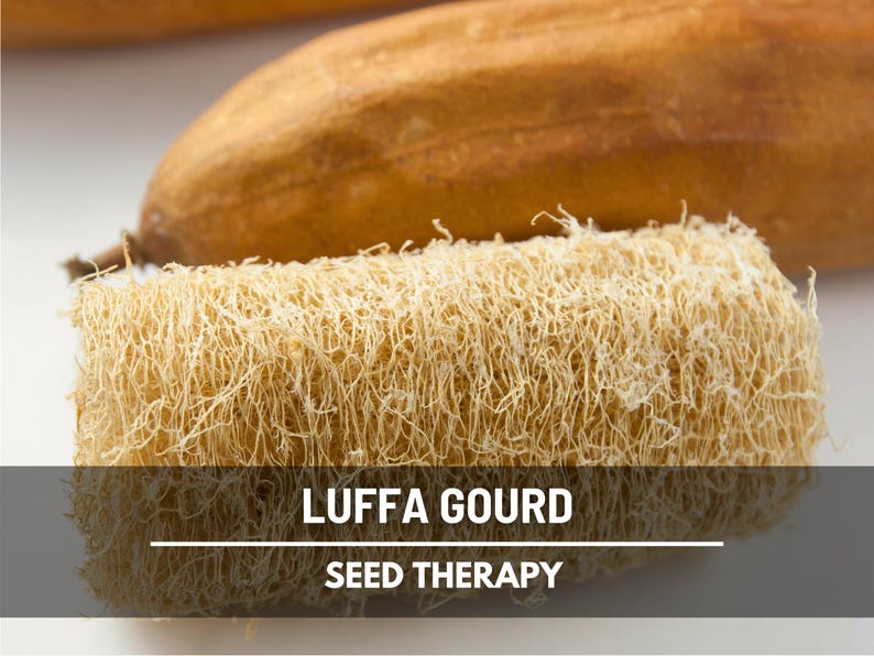 Semillas de Calabaza Luffa: Calabaza esponja tradicional, versátil y natural, fácil de cultivar, ideal para el jardín / 15 semillas imagen 1