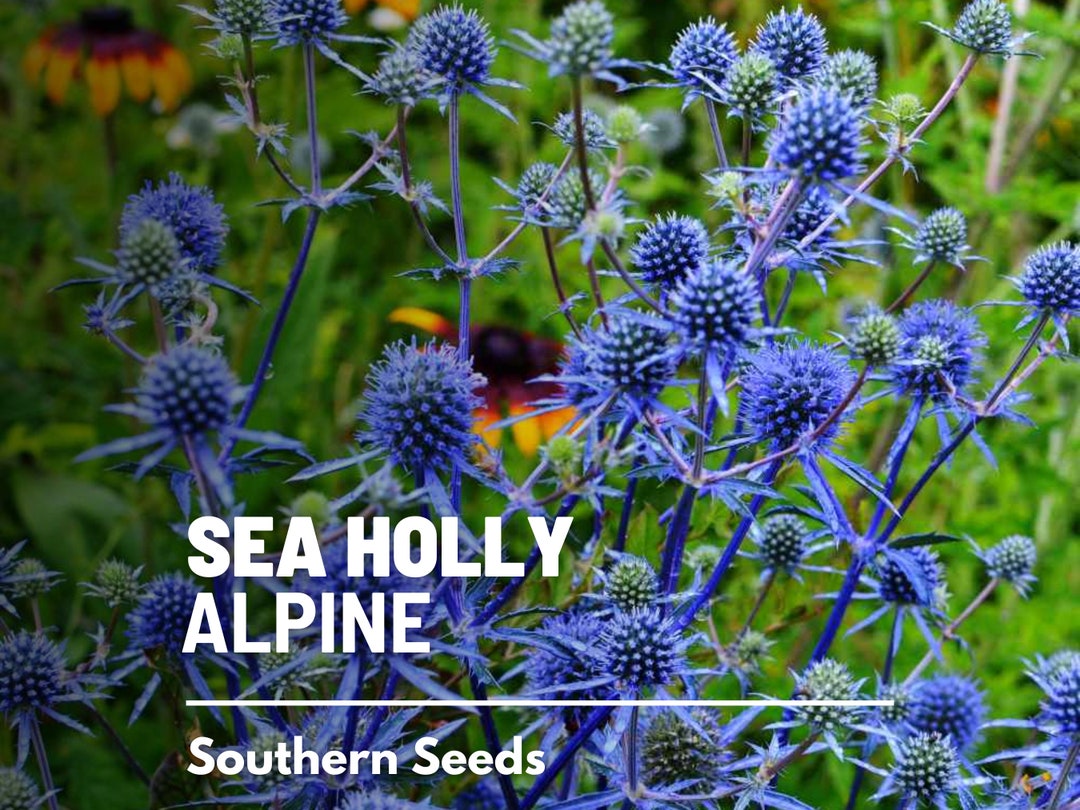 Sea Holly, Alpine 25 Seeds Heirloom Plant, Unique Blue Thistle Flowers