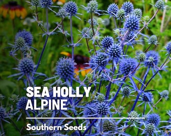 Sea Holly, Alpine - 25 Seeds - Heirloom Plant, Unique Blue Thistle Flowers, Drought Tolerant, Deer Resistant (Eryngium alpinum)