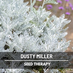 Dusty Miller Seeds – Heirloom Plant, Silvery Foliage & Timeless Garden Favorite, Classic Border Accent | 200 Seeds