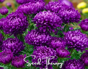 Semillas de Aster Enano Azul Milady: Planta tradicional compacta, flores azules esponjosas, fácil de cultivar, ideal para macetas / 50 semillas