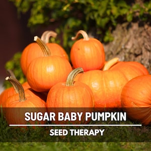 Small Sugar Pumpkin Seeds - Heirloom, Compact & Sweet, Non-GMO (15 Seeds)