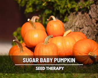 Small Sugar Pumpkin Seeds - Heirloom, Compact & Sweet, Non-GMO (15 Seeds)