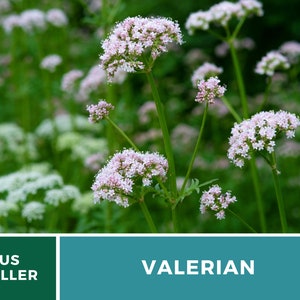 Valerian 50 Seeds Heirloom Herb, Medicinal Herb, Pinkish-White Flowers, Non-GMO Valeriana officinalis image 2