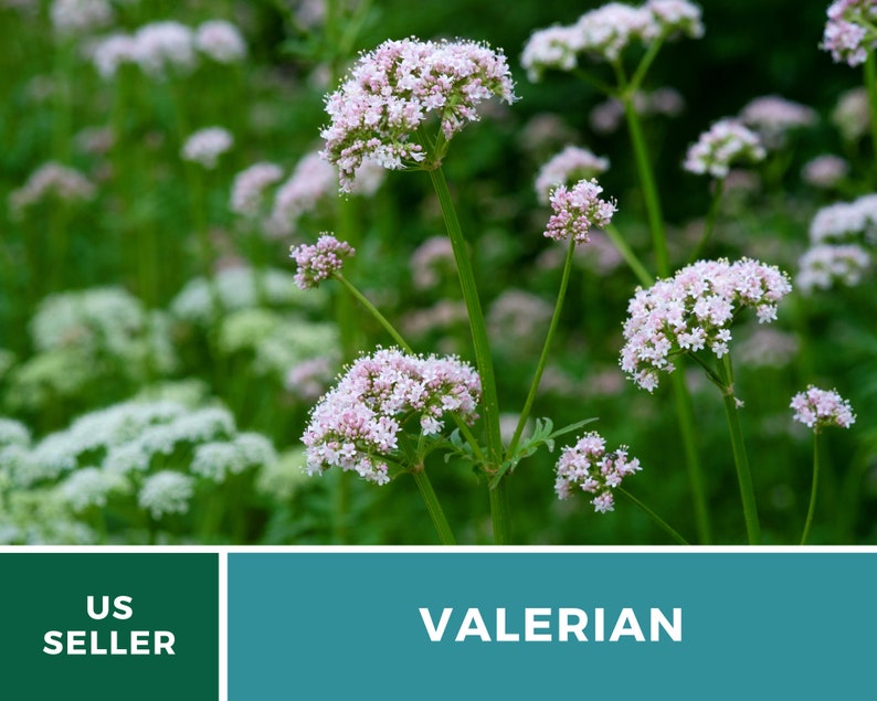 Valerian 50 Seeds Heirloom Herb, Medicinal Herb, Pinkish-White Flowers, Non-GMO Valeriana officinalis image 2