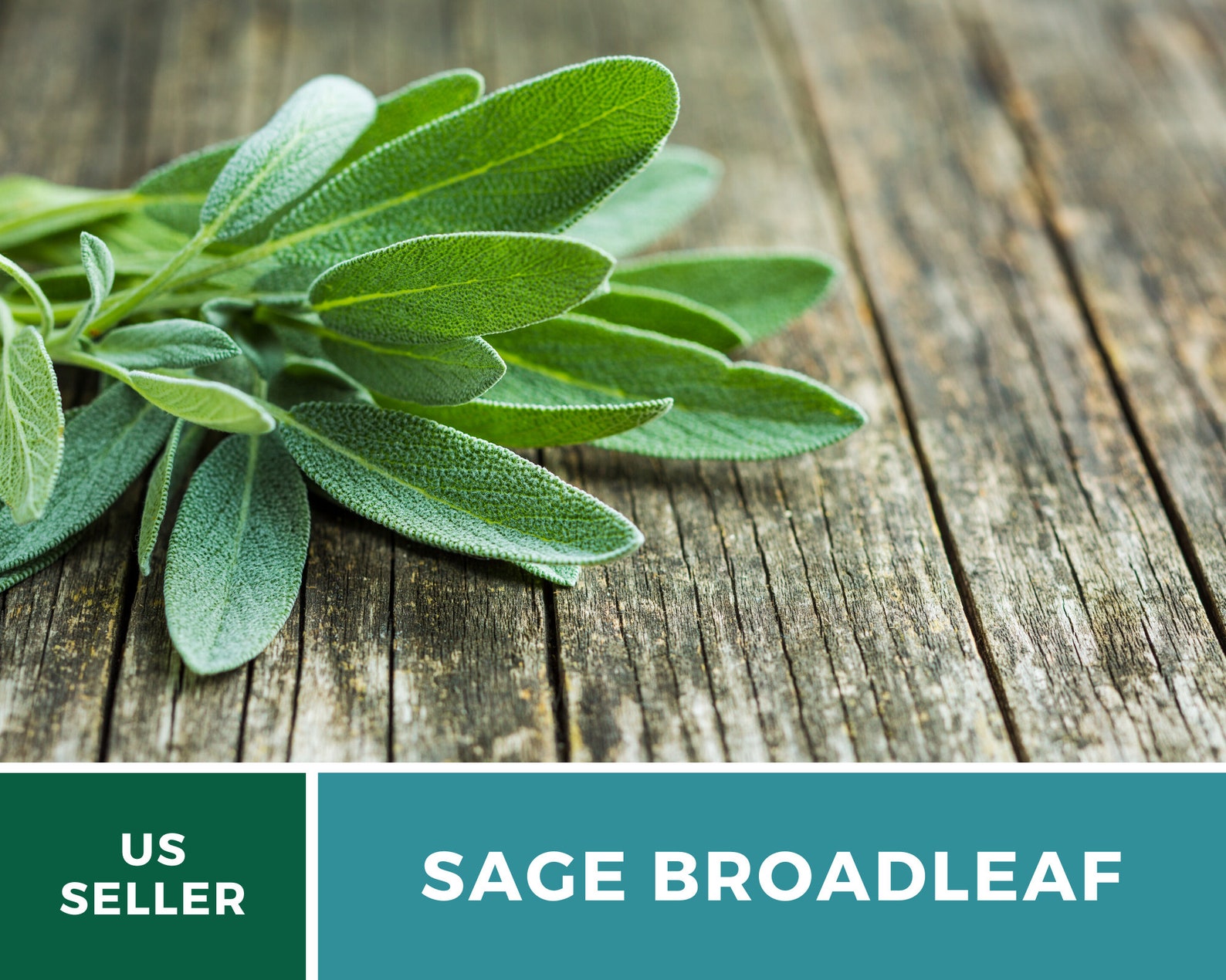 Culinary Herb Seed Collection 15 Essential Culinary Herbs Etsy