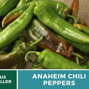 May include: A close-up of a pile of green Anaheim chili peppers. The peppers are long and slender, with a slightly pointed tip. The peppers are arranged in a random pattern, with some overlapping others. The peppers are a bright green color, with a slight sheen. The peppers are on a burlap background.