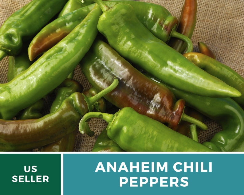 May include: A close-up of a pile of green Anaheim chili peppers. The peppers are long and slender, with a slightly pointed tip. The peppers are arranged in a random pattern, with some overlapping others. The peppers are a bright green color, with a slight sheen. The peppers are on a burlap background.