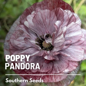 Poppy, Pandora - 25 Seeds - Heirloom Flower, Corn Poppy, Striking Lilac Lavender Blooms, Cut Flowers & Arrangements (Papaver rhoeas Pandora)
