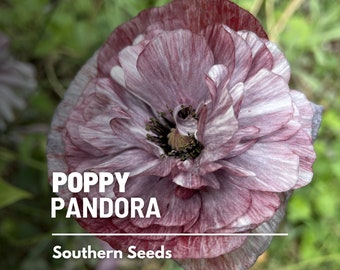 Poppy, Pandora - 25 Seeds - Heirloom Flower, Corn Poppy, Striking Lilac Lavender Blooms, Cut Flowers & Arrangements (Papaver rhoeas Pandora)