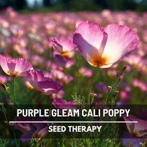 May include: A field of vibrant purple and white California poppies in full bloom. The flowers have delicate, translucent petals with a bright yellow center. The image includes the text "PURPLE GLEAM CALI POPPY" and "SEED THERAPY".
