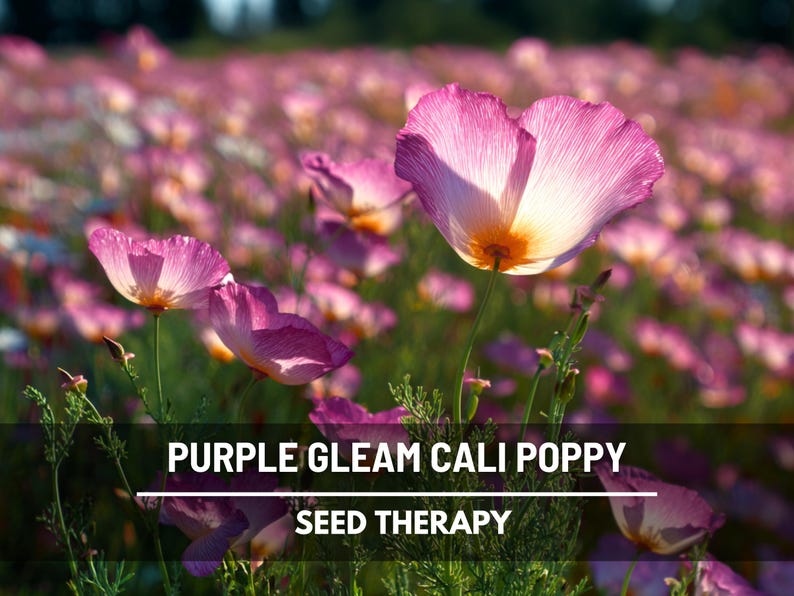 May include: A field of vibrant purple and white California poppies in full bloom. The flowers have delicate, translucent petals with a bright yellow center. The image includes the text "PURPLE GLEAM CALI POPPY" and "SEED THERAPY".