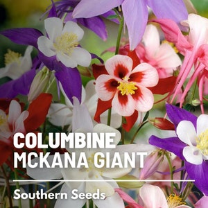Columbine, McKana Giant mix 100 seeds Hybrid Flower AAS Winner Aquilegia coerulea image 1