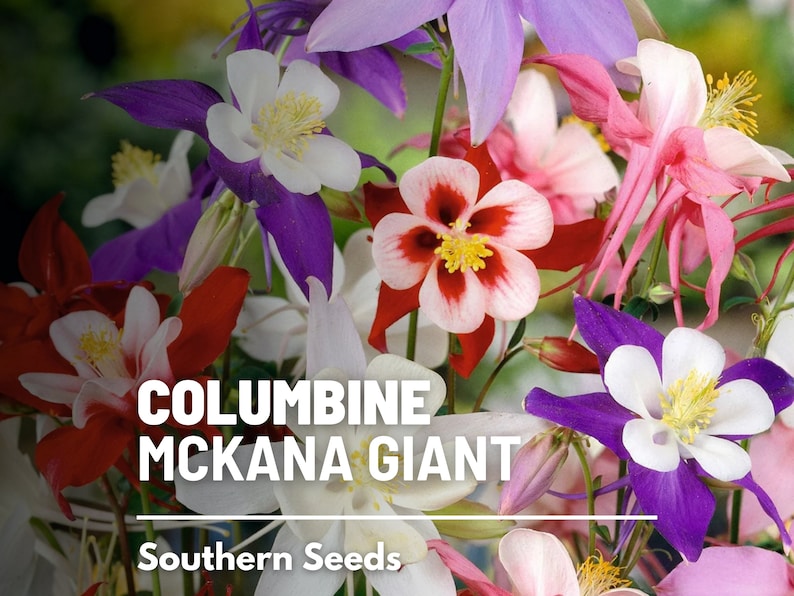 Columbine, McKana Giant mix 100 seeds Hybrid Flower AAS Winner Aquilegia coerulea image 1