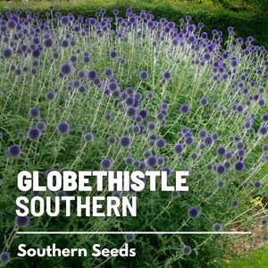 Puede incluir: Un campo de cardos azules en forma de globo, con el texto "GLOBETHISTLE SOUTHERN" y "Southern Seeds" debajo.