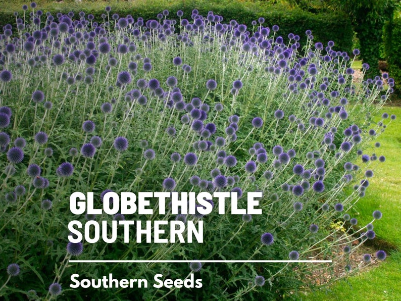 Puede incluir: Un campo de cardos azules en forma de globo, con el texto "GLOBETHISTLE SOUTHERN" y "Southern Seeds" debajo.